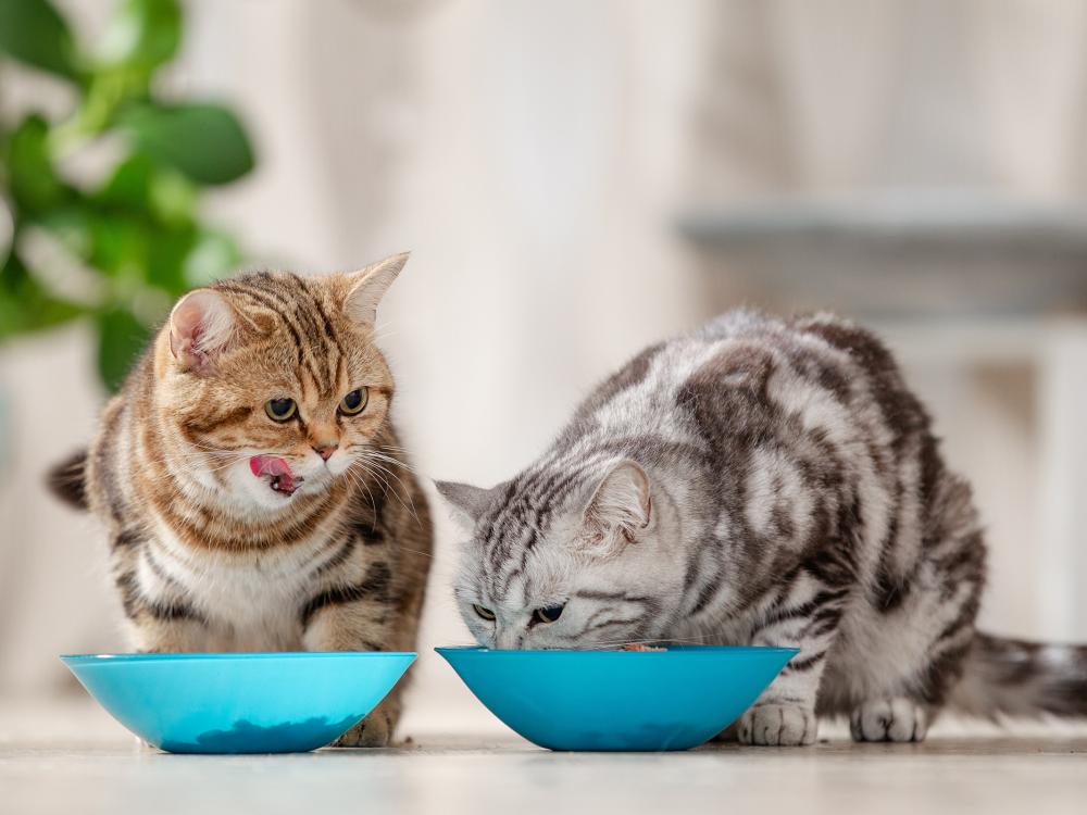 katzenfutter Welches Katzenfutter für meine Katze?