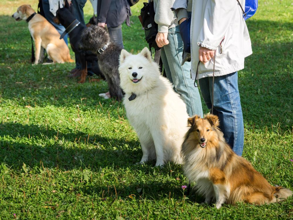 hundeschule obligatorische hundekurse in der schweiz