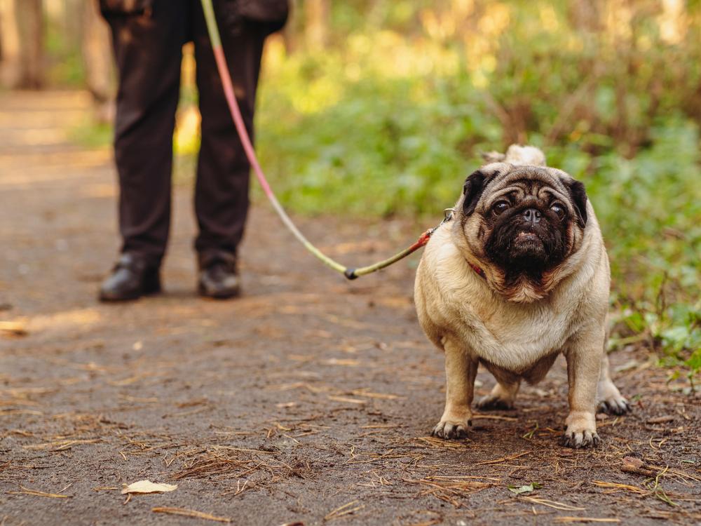 In der Schweiz ist jeder zweite Hund übergewichtig. Viele Halter bemerken dies erst spät. Wie Sie Übergewicht früh erkennen und was Sie dagegen tun können