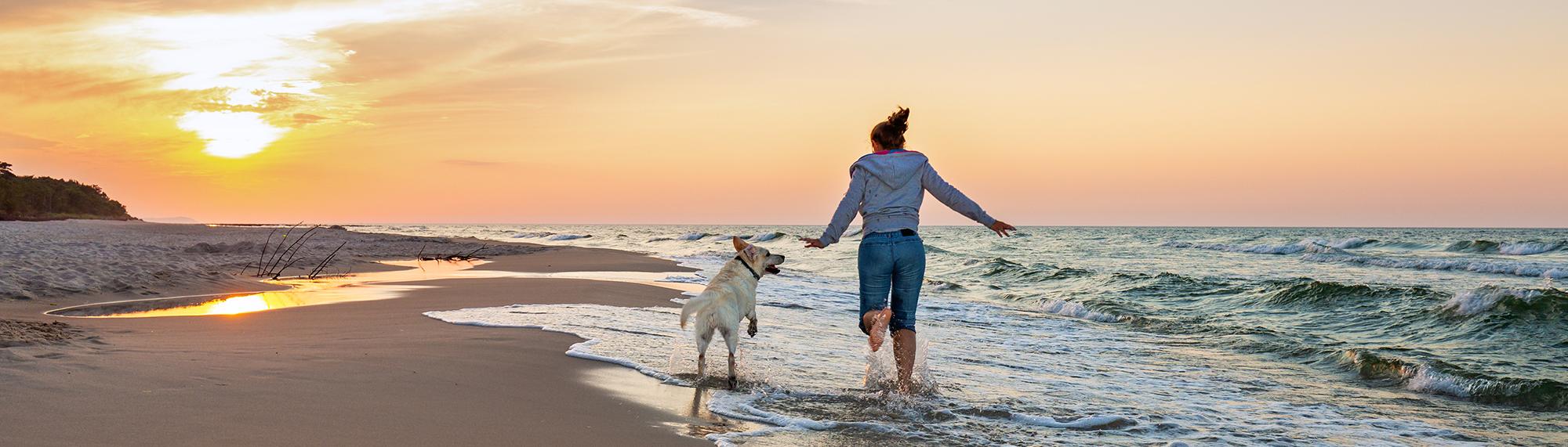 Reisen mit dem Hund