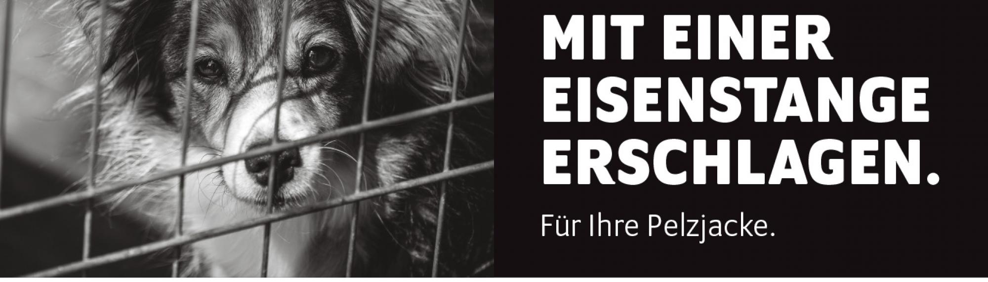 stopp pelz hund