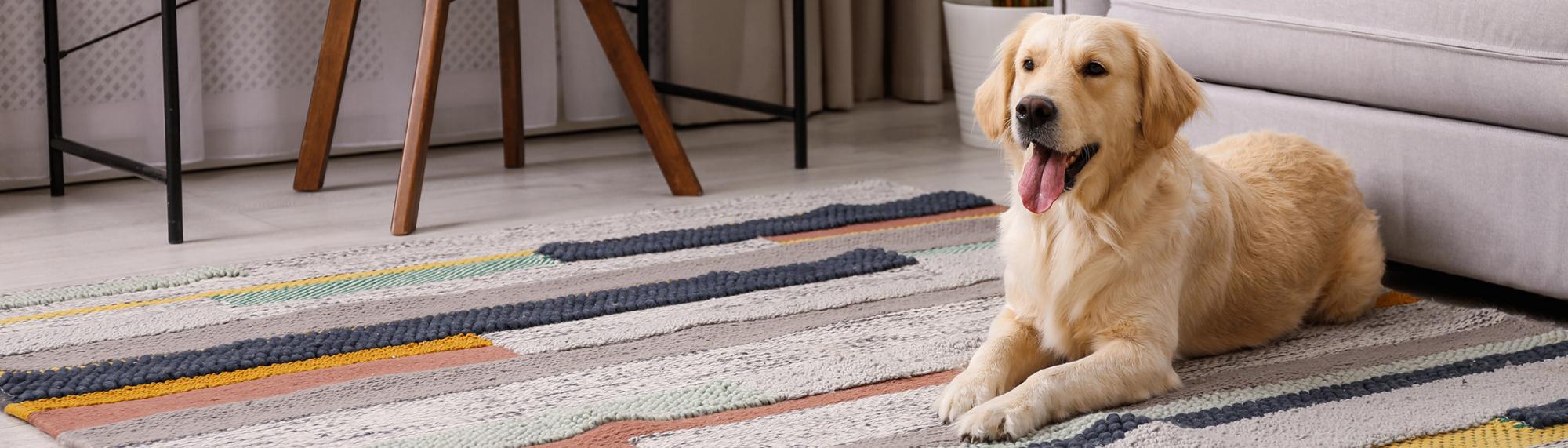 Informationen und Tipps für das Zusammenleben mit Hunden